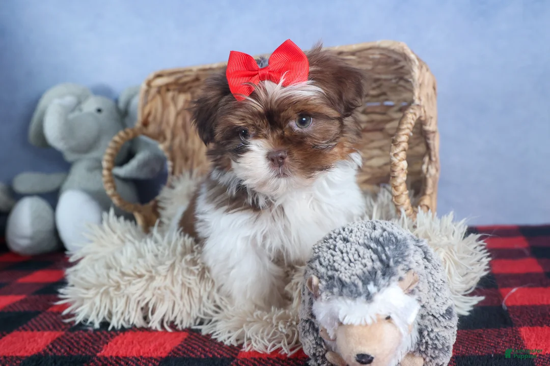 Shih Tzu dogs for sale: FINN - Ad 5