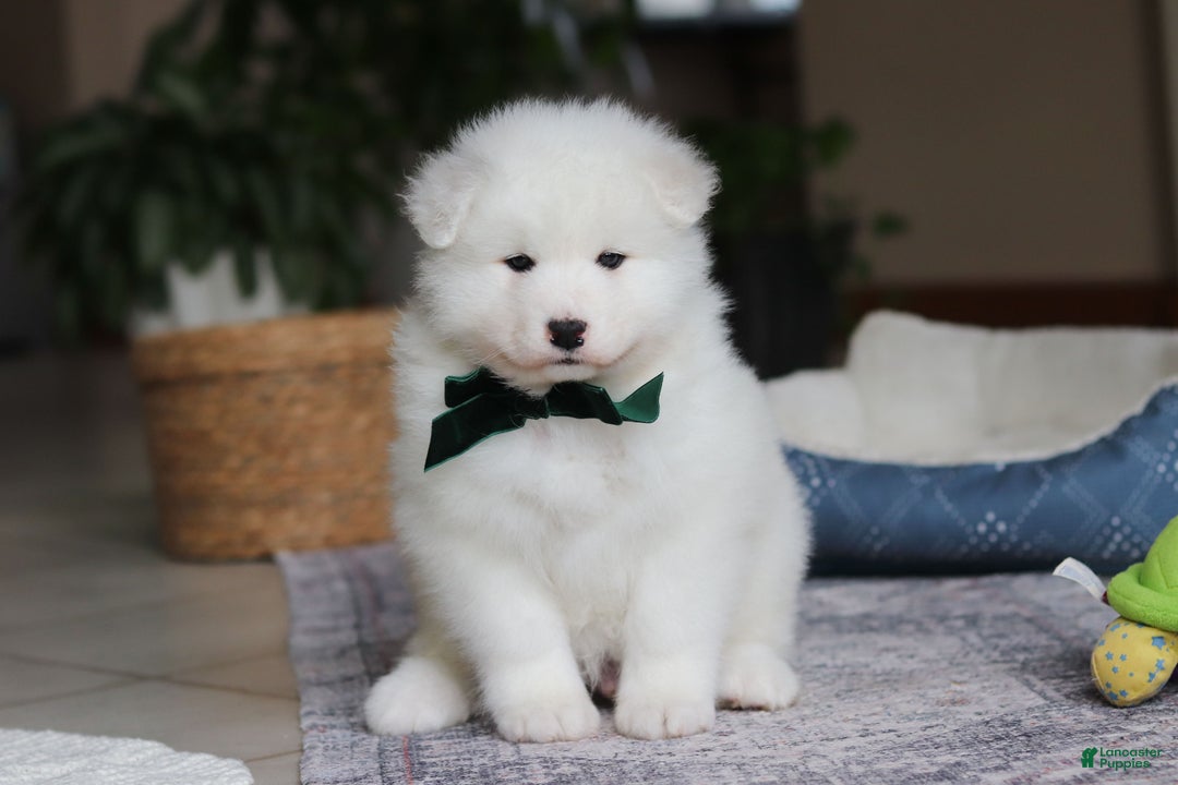 Samoyed dogs for sale: Rocky - Ad 1