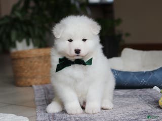 Samoyed dogs Rocky - Ad 5