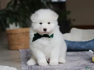 Samoyed dogs Rocky - Ad 7