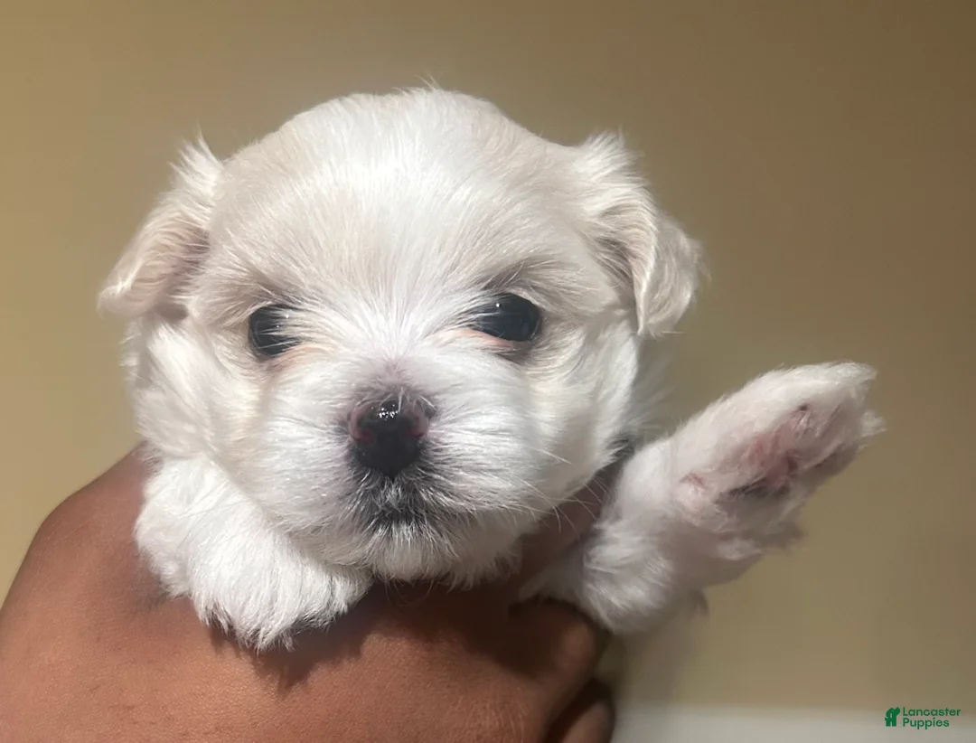 Maltese dogs for sale: Maltese Puppy 1 - Ad 2