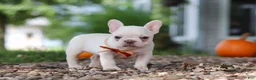 French Bulldog dogs for sale: Eden - Ad 7