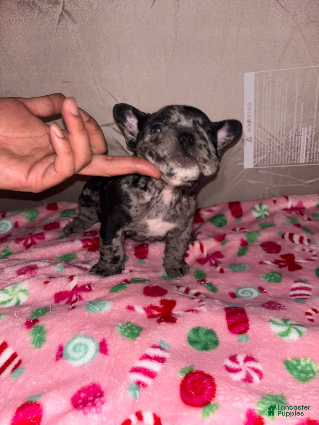American Bully dogs for sale: American Bully Puppy 4 - Ad 15