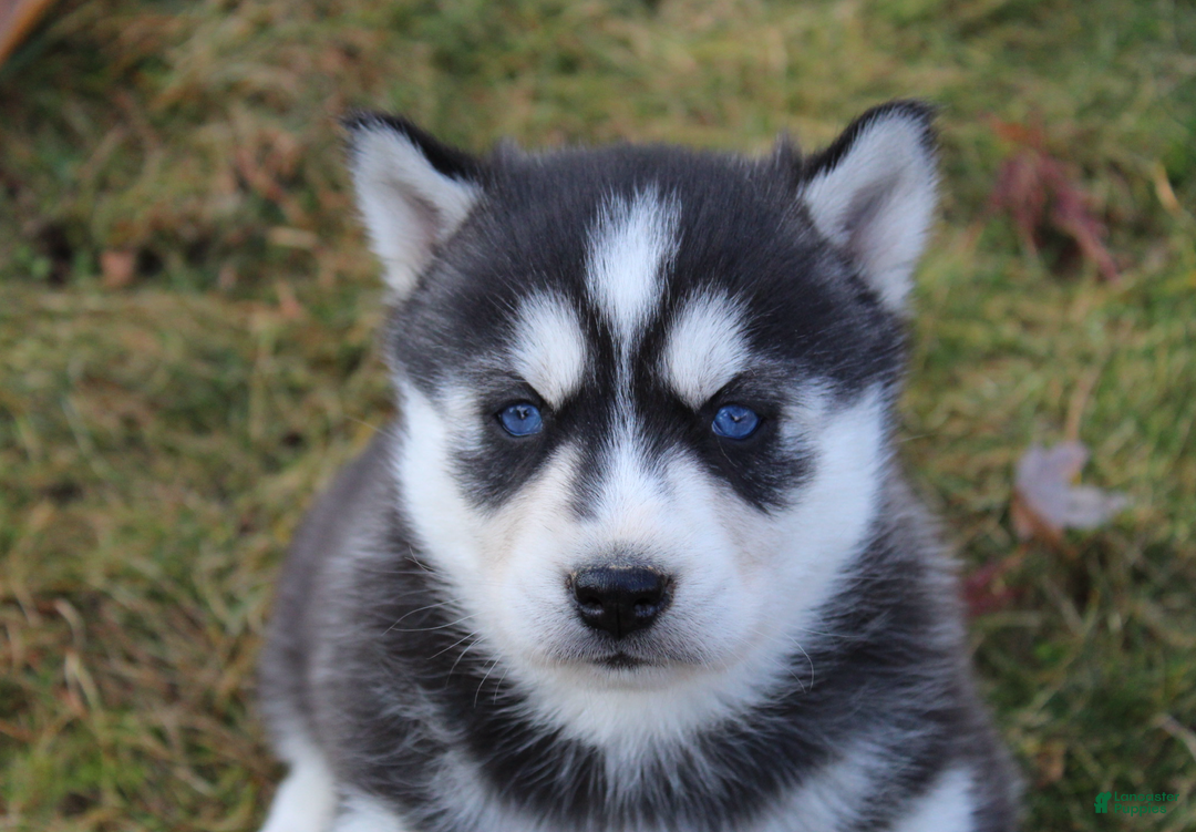 Siberian Husky dogs for sale: Mia - Ad 2