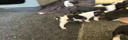 Rat Terrier dogs for sale: Old Dominion Terrier Twiggy - Ad 1