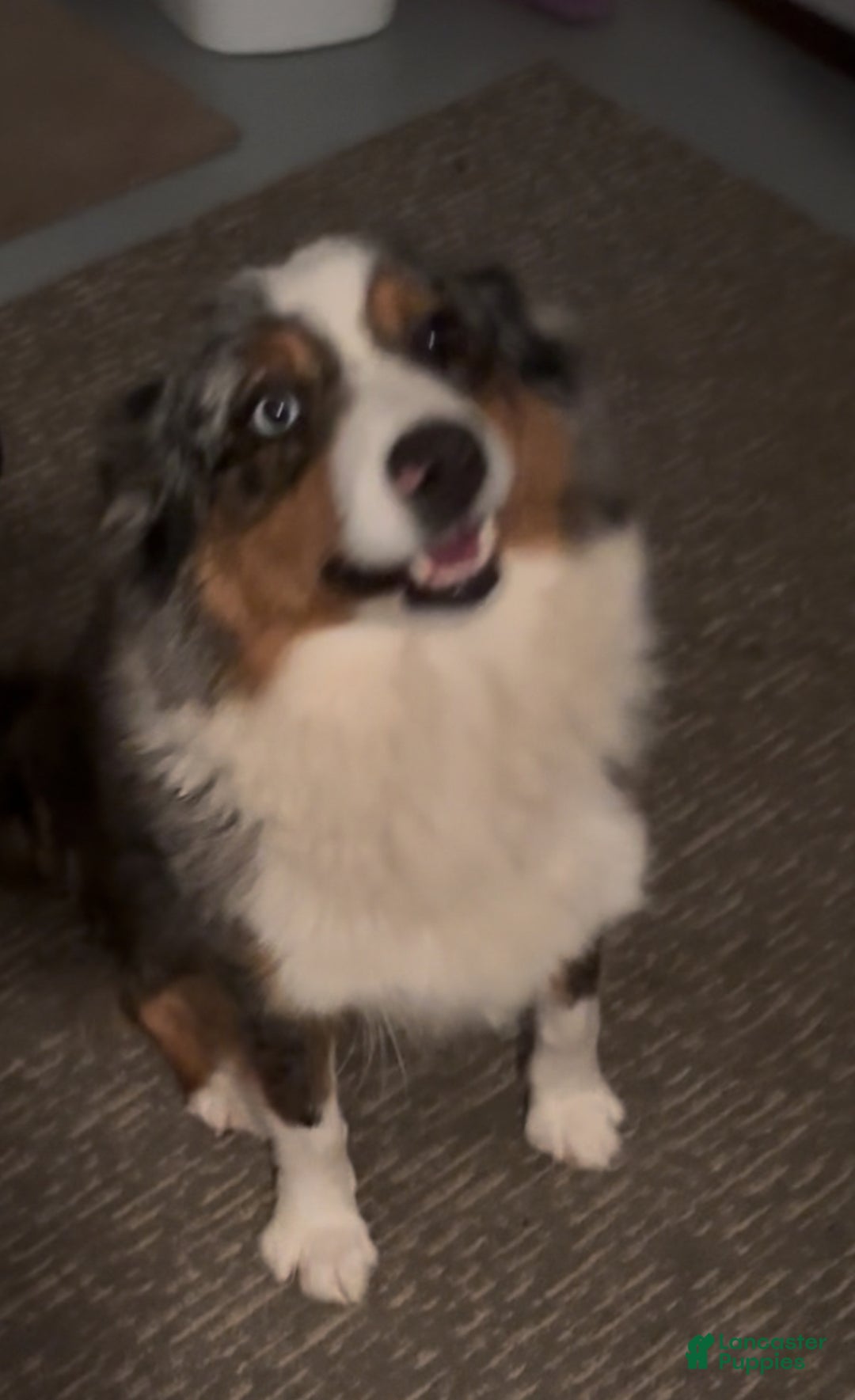 Australian Shepherd dogs for sale: Australian Shepherd Puppy 3 - Ad 4