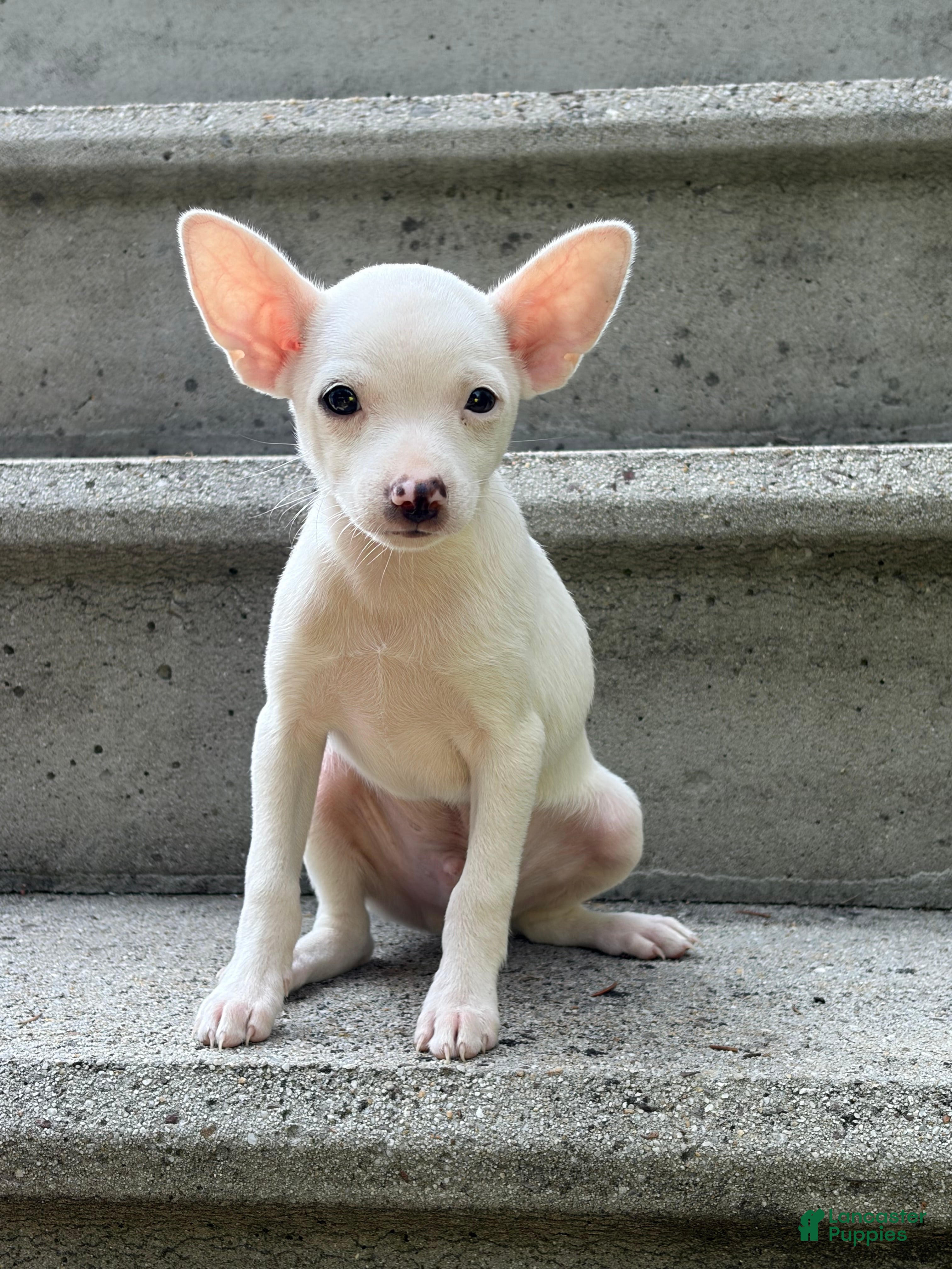 Chihuahua dogs for sale: Otis - Ad 4