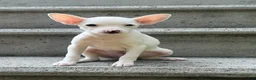 Chihuahua dogs for sale: Otis - Ad 1