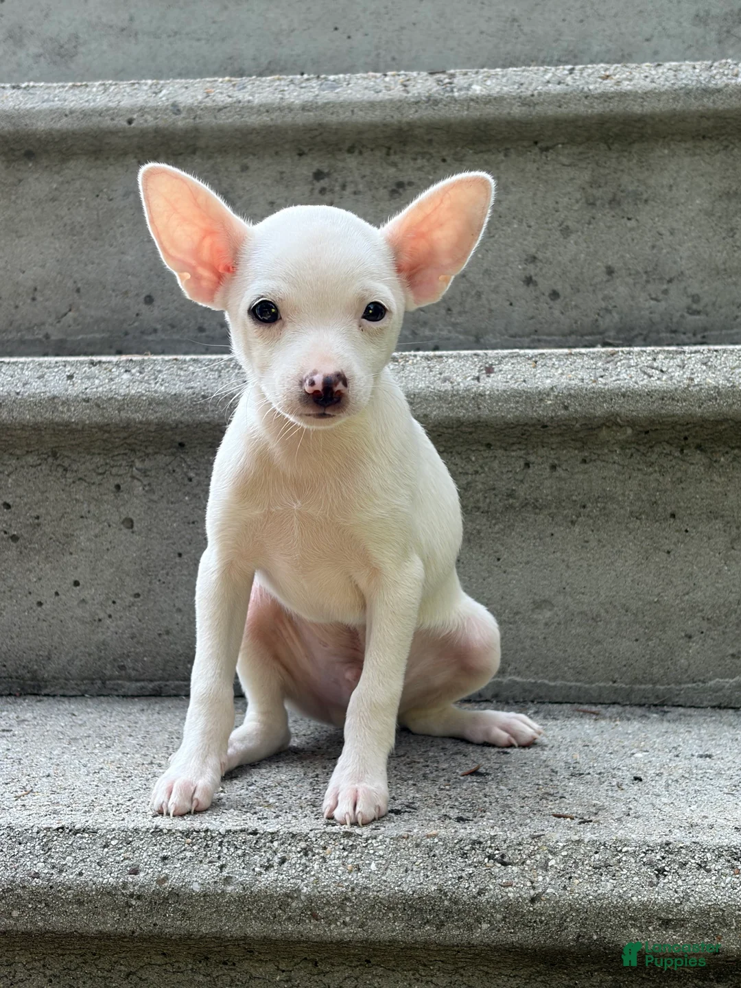Chihuahua dogs for sale: Otis - Ad 1