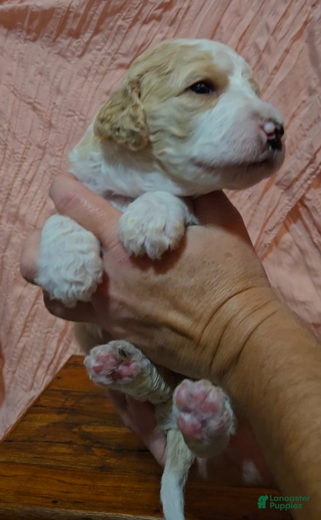 Mixed Breed dogs for sale: Aven - Ad 9