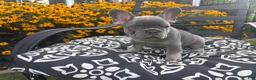 French Bulldog dogs for sale: French Bulldog 3 - Ad 3