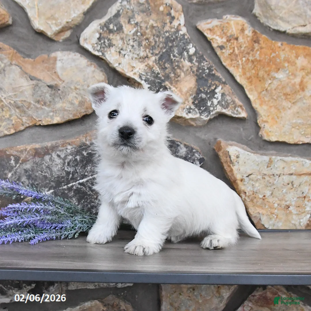 West Highland Terrier dogs for sale: Travis - Ad 3