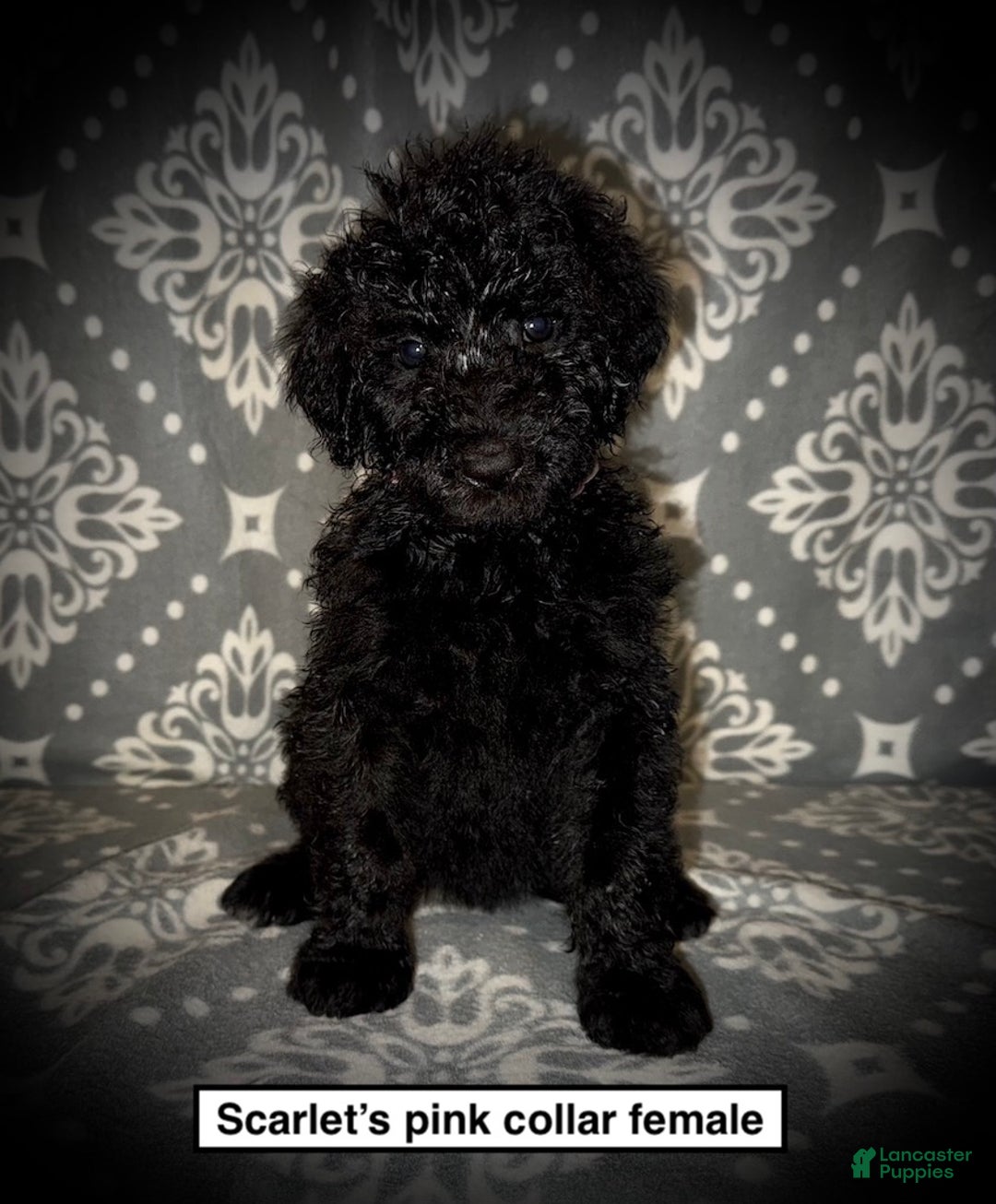 Standard Poodle dogs for sale: AKC Scarlet's Pink Collar Female - Ad 1