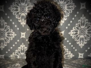 Standard Poodle dogs AKC Scarlet's Pink Collar Female - Ad 37