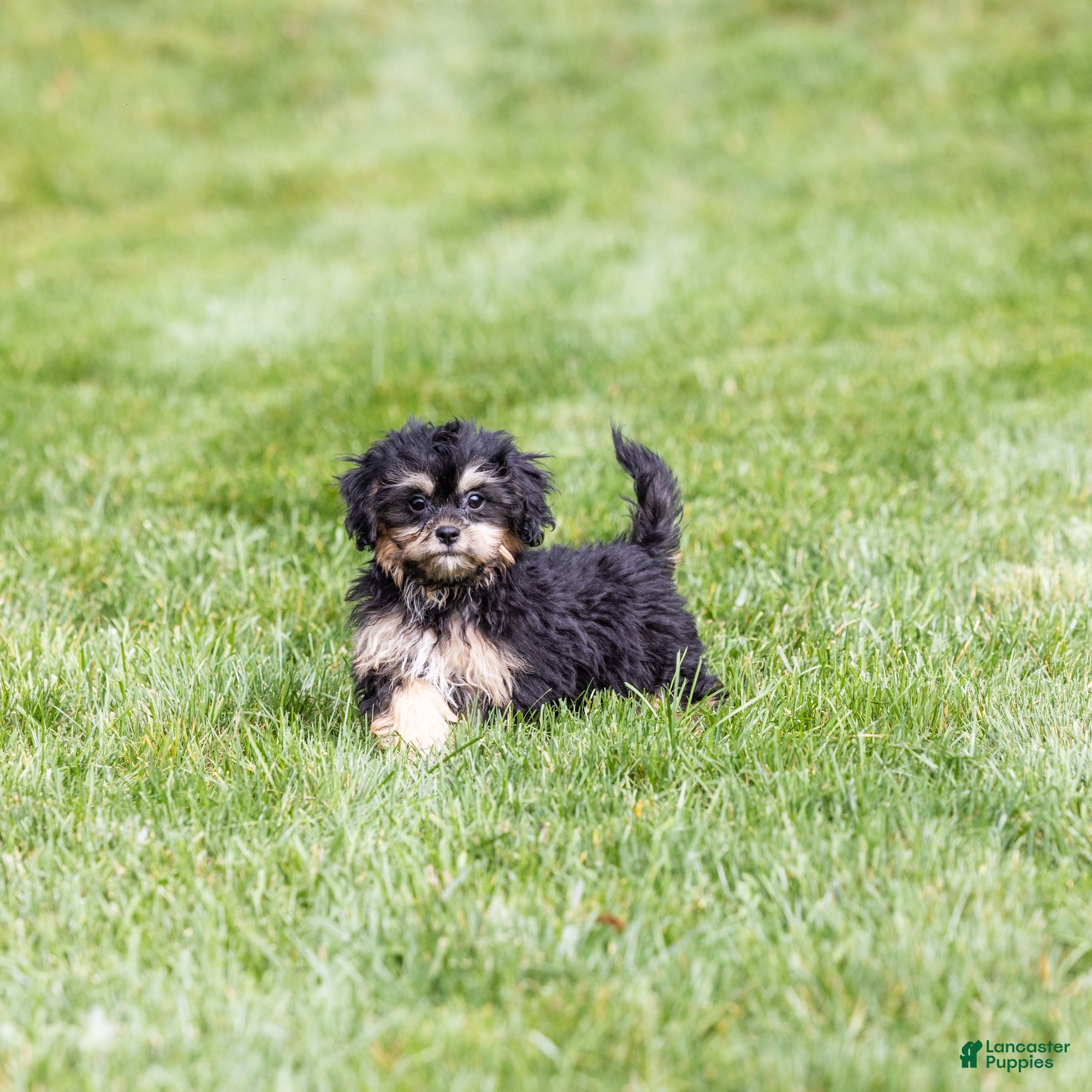 Ellen, Shichon