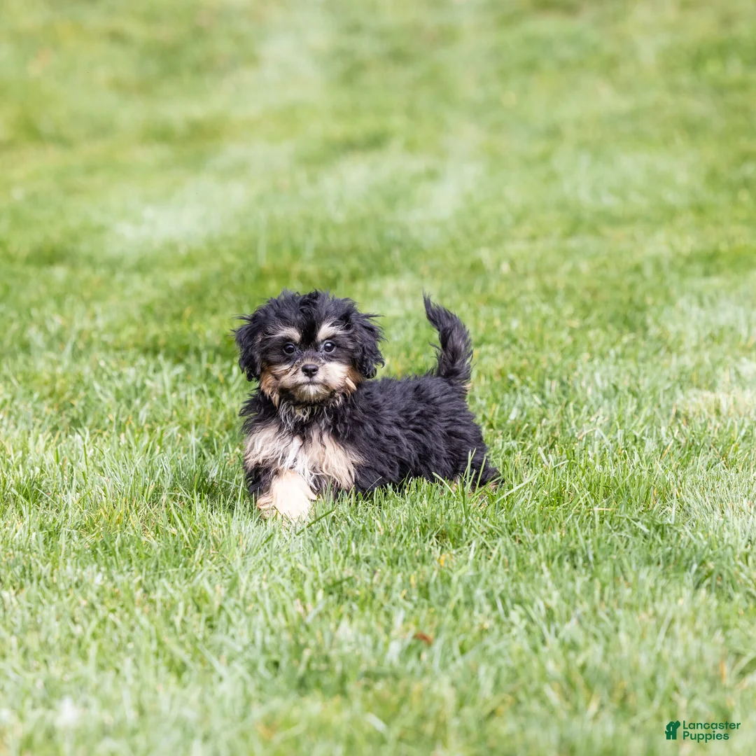 Teddy Bear dogs for sale: Ellen - Ad 1
