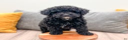 Mini Bernedoodle dogs for sale: Manny - Ad 2