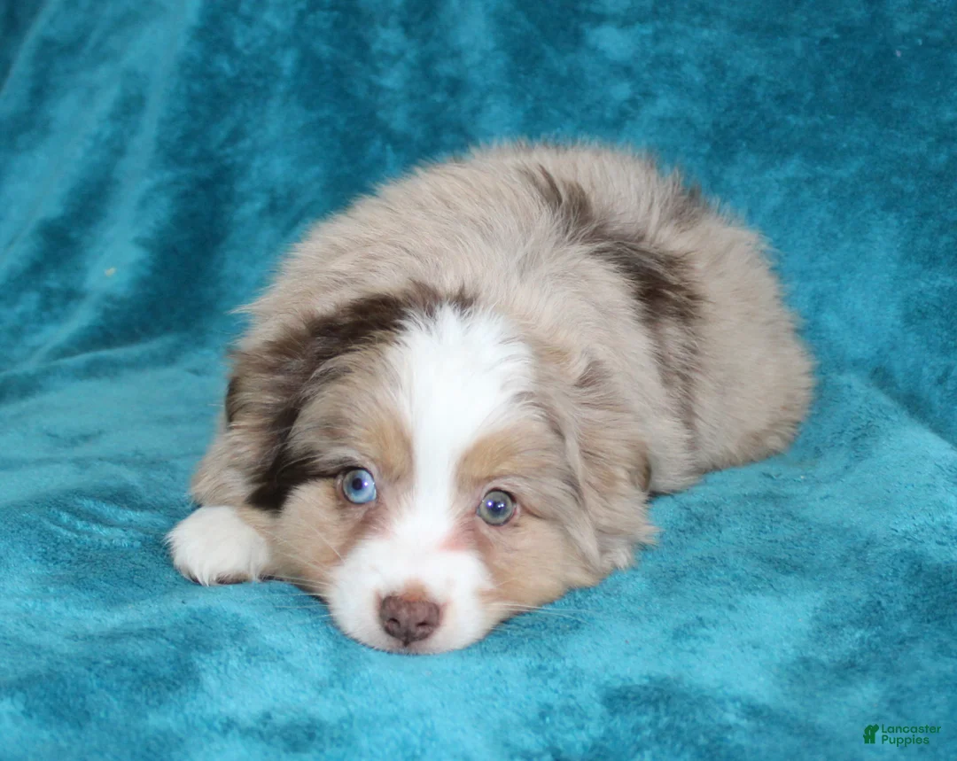 Miniature Australian Shepherd dogs for sale: Smokey - Ad 2