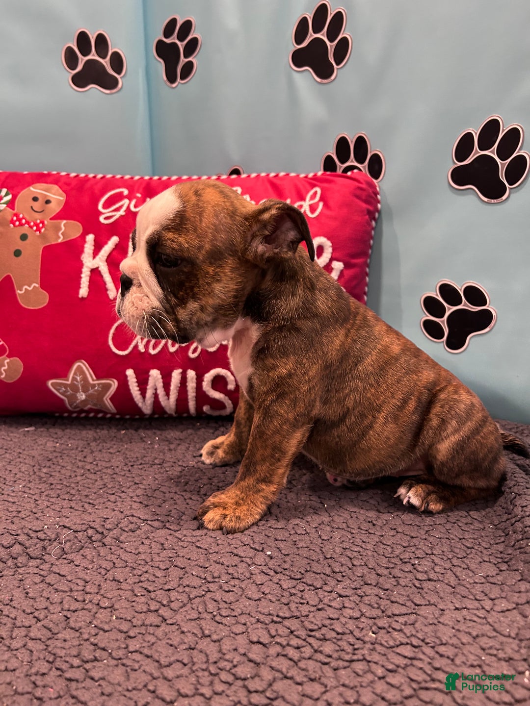 English Bulldog dogs for sale: BAILEY - Ad 12