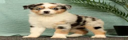 Miniature Australian Shepherd dogs for sale: Jenny - Ad 1