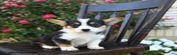 Welsh Corgi Pembroke dogs for sale: Cola - Ad 2