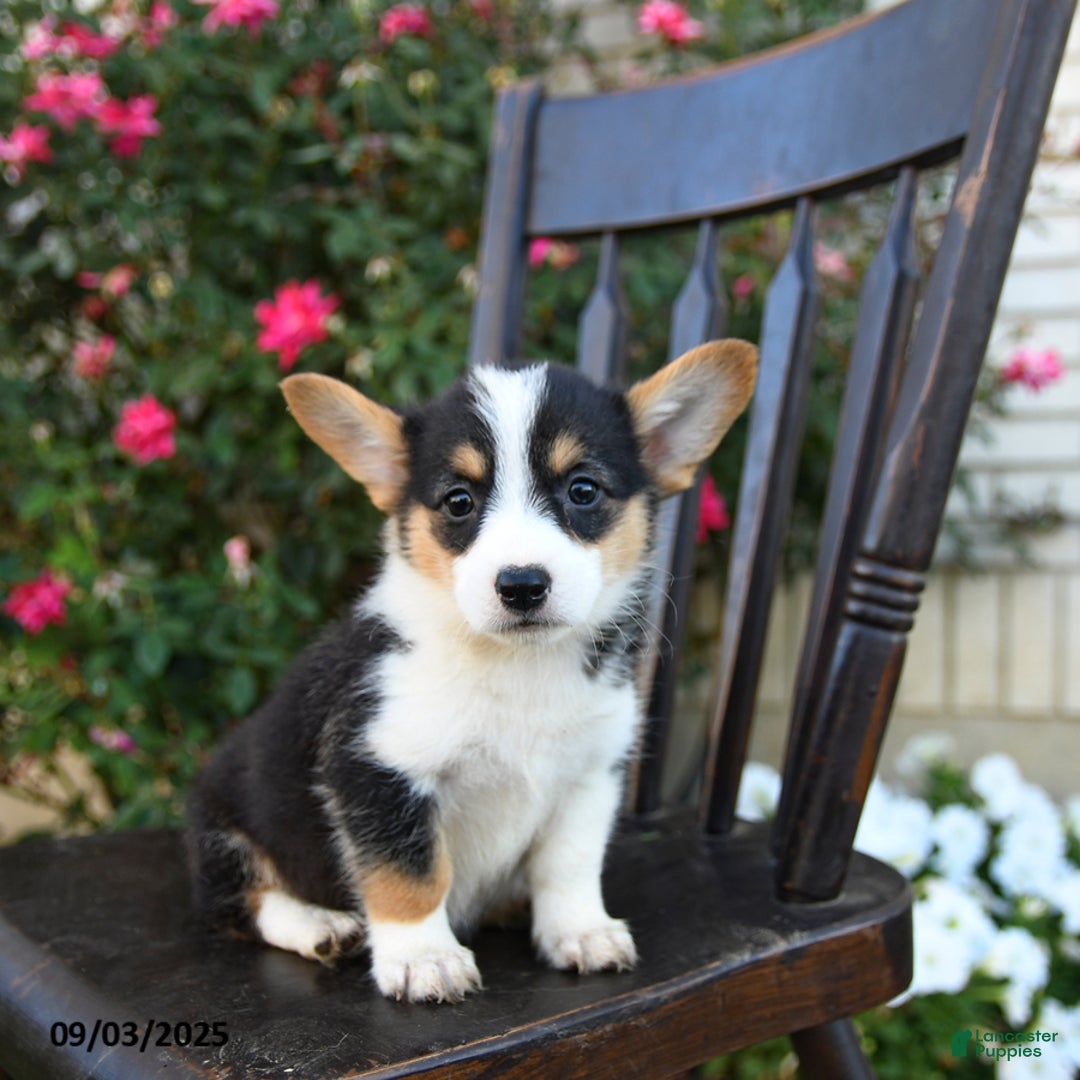 Welsh Corgi Pembroke dogs for sale: Cola - Ad 2