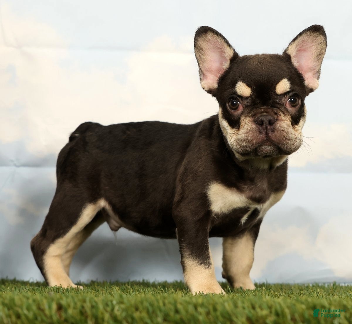 French Bulldog dogs Marshall - Ad 1
