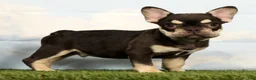 French Bulldog dogs for sale: Marshall - Ad 1