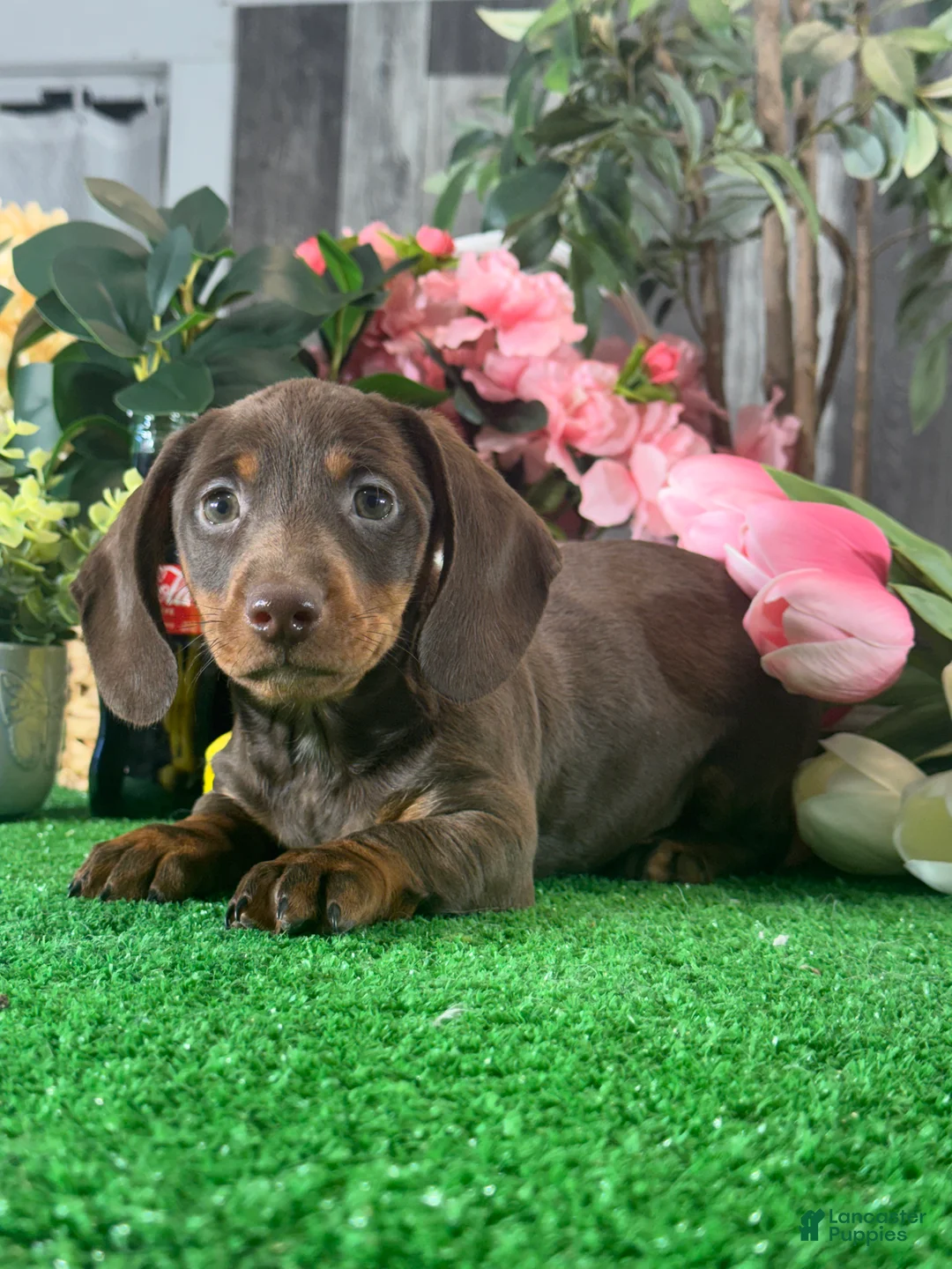 Dachshund dogs for sale: Duke - Ad 5