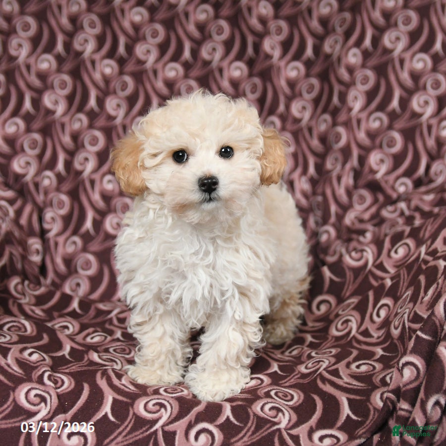 Maltipoo dogs Jasper - Ad 1