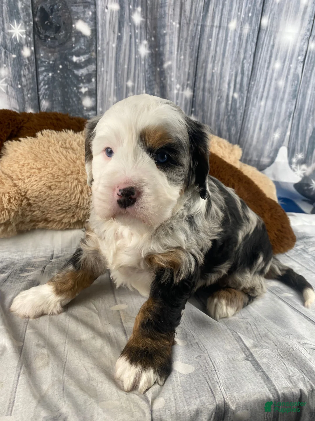 Mixed Breed dogs for sale: Rubio - Ad 12