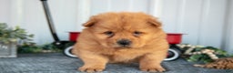Chow Chow dogs for sale: Casio - Ad 3