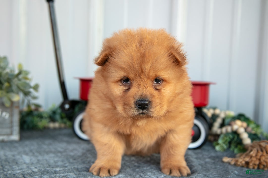 Chow Chow dogs for sale: Casio - Ad 3