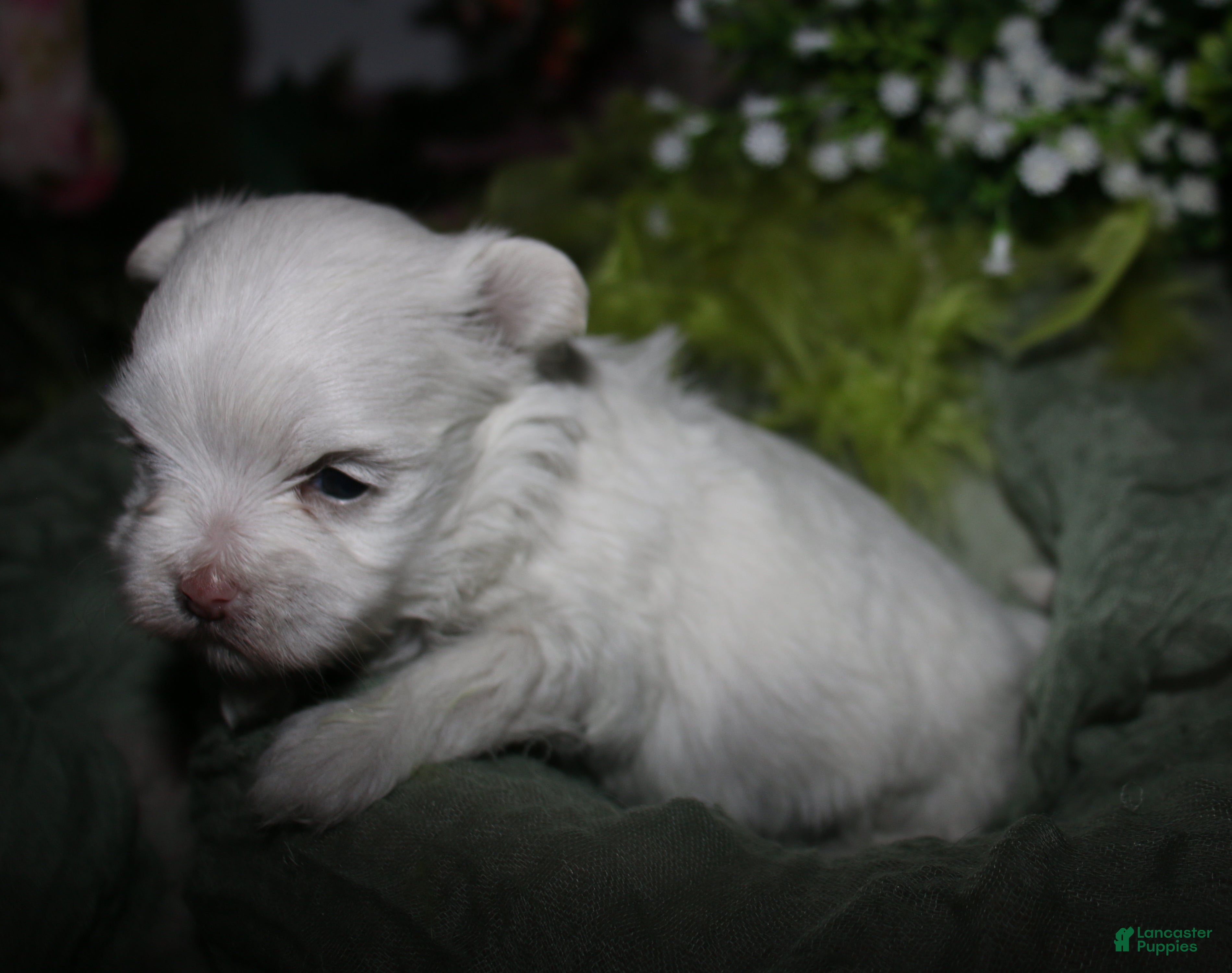 Maltese dogs for sale: Chester - Ad 2