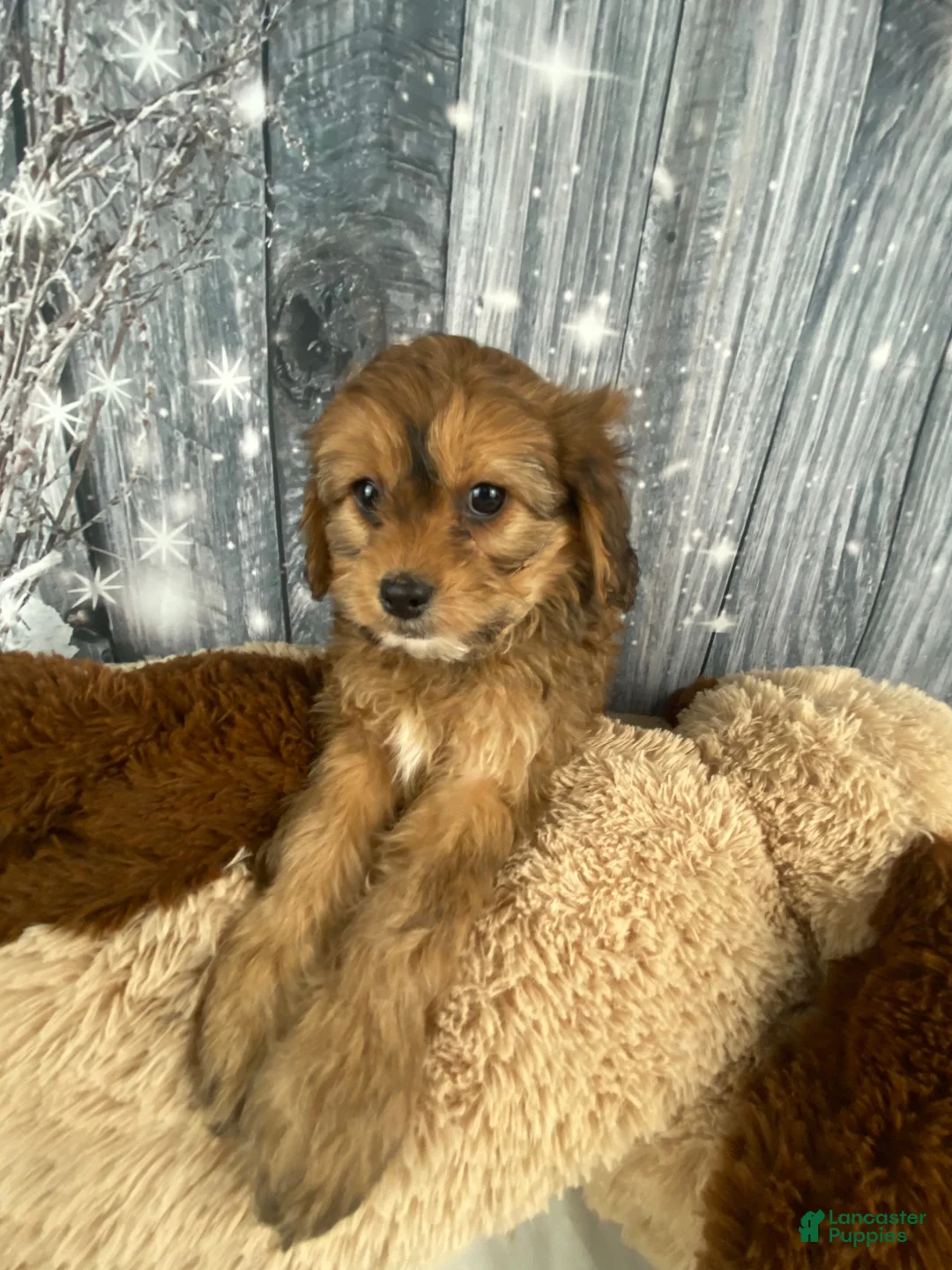 Cavapoo dogs for sale: Lady - Ad 8