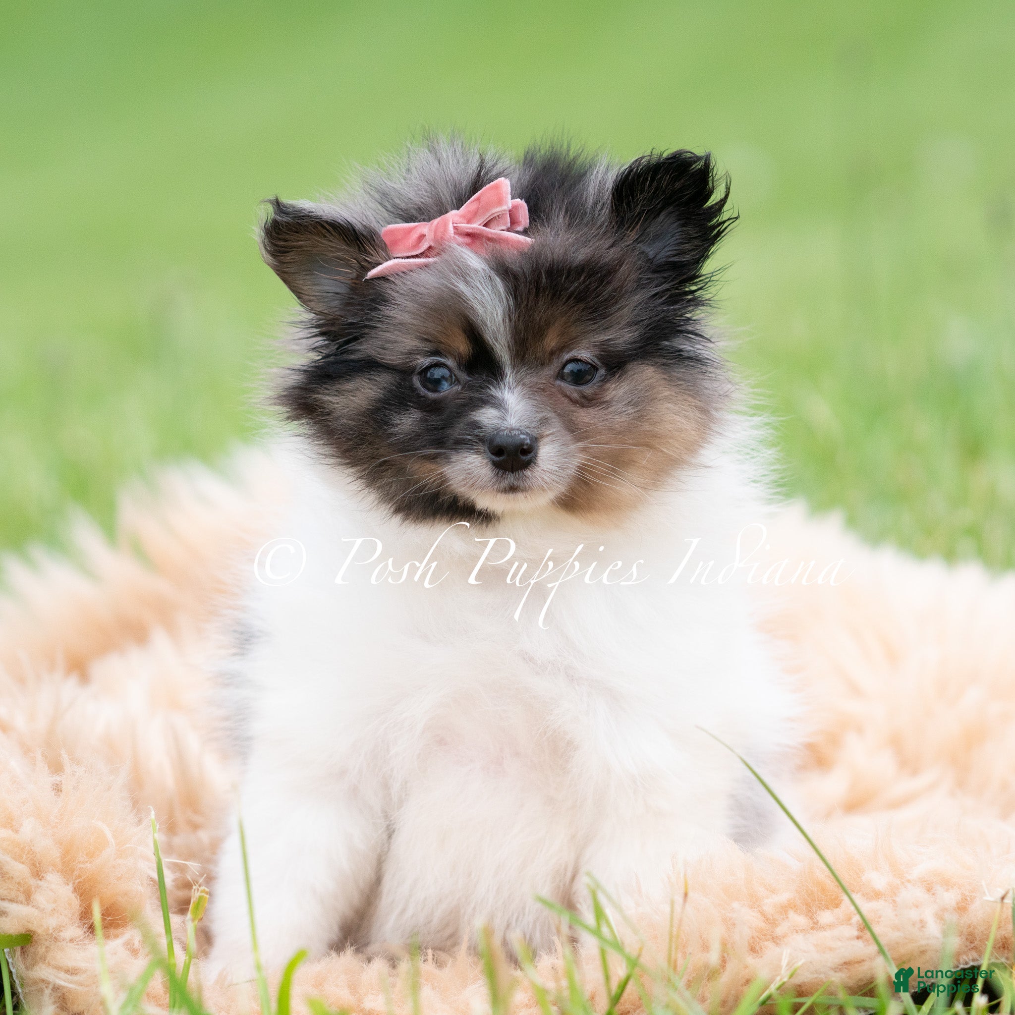 Pomeranian dogs Fuji AKC - Ad 16