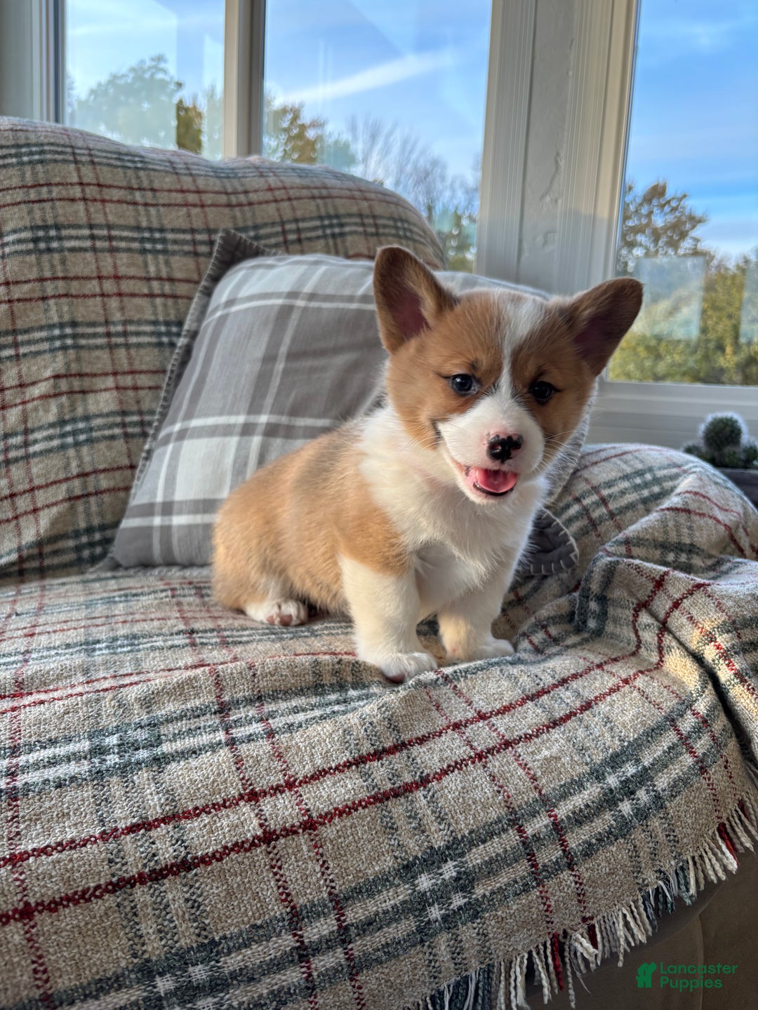 Welsh Corgi Pembroke dogs for sale: Welsh Corgi Pembroke Puppy 1 - Ad 2