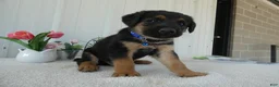 Mixed Breed dogs for sale: Mixed Breed 2 Zimba - Ad 2