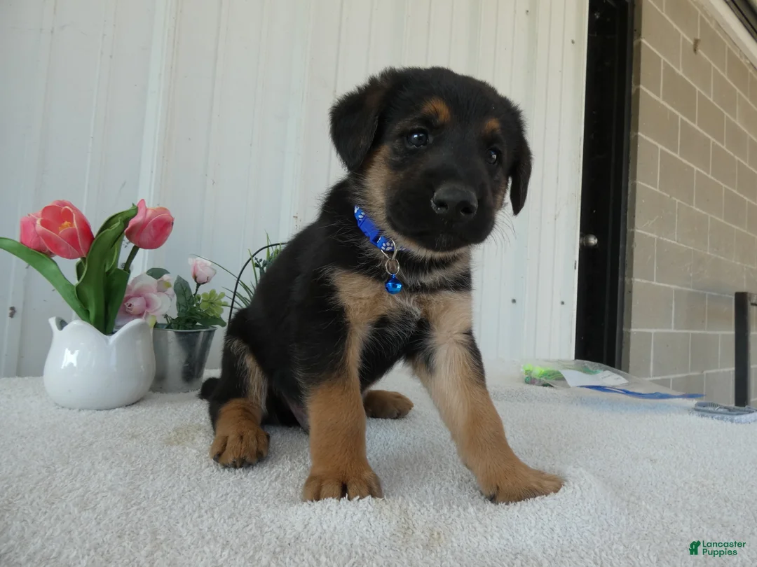 Mixed Breed dogs for sale: Mixed Breed 2 Zimba - Ad 2