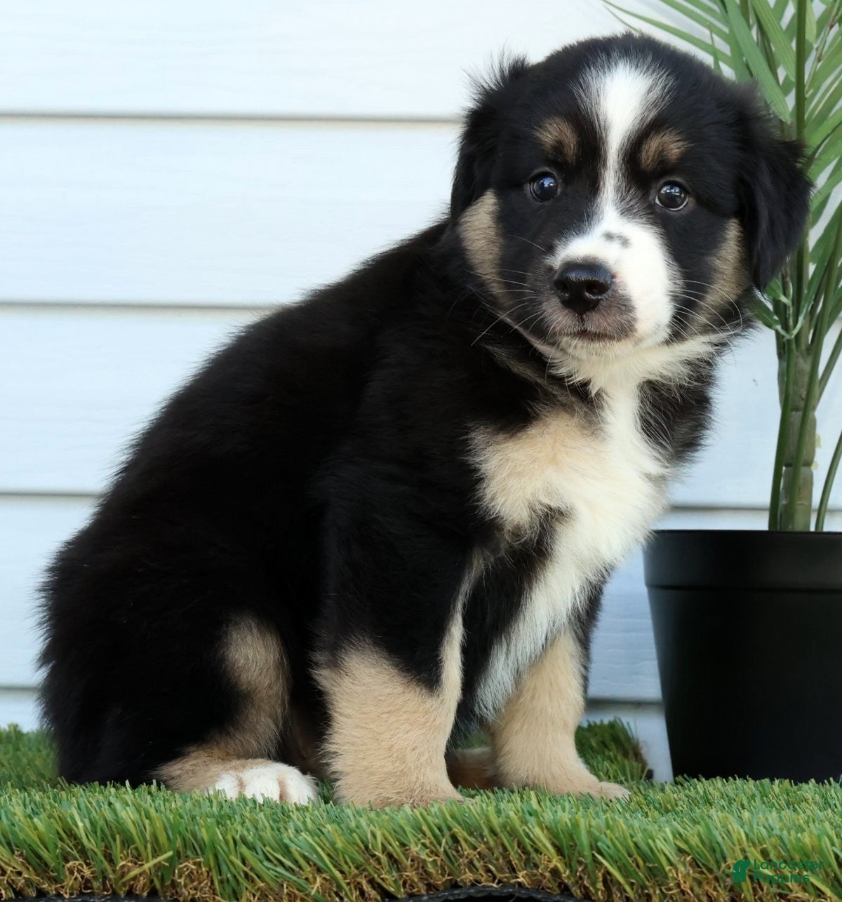 Miniature Australian Shepherd dogs Toby - Ad 2