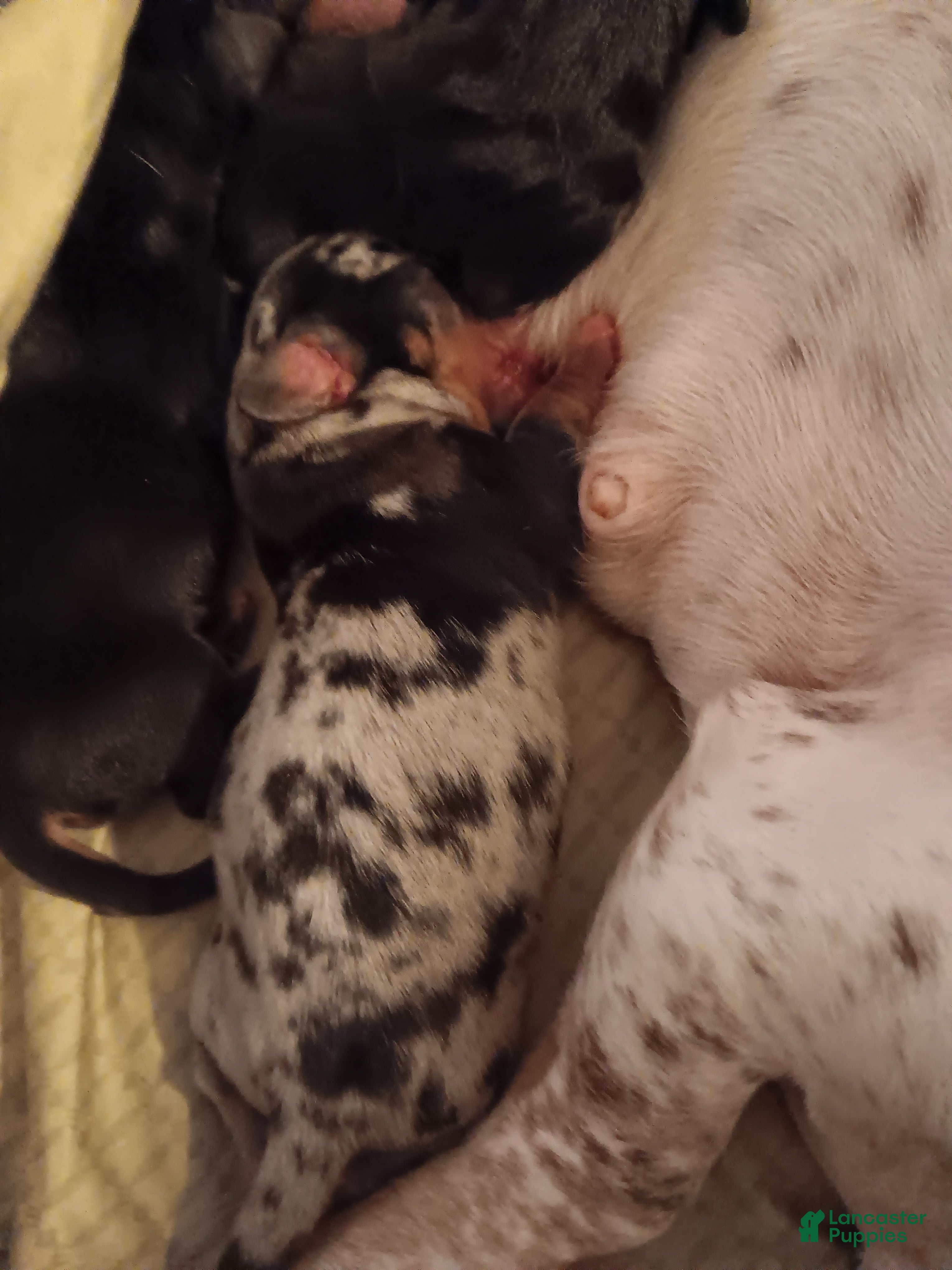 Miniature Dachshund dogs for sale: TOBY - Ad 1