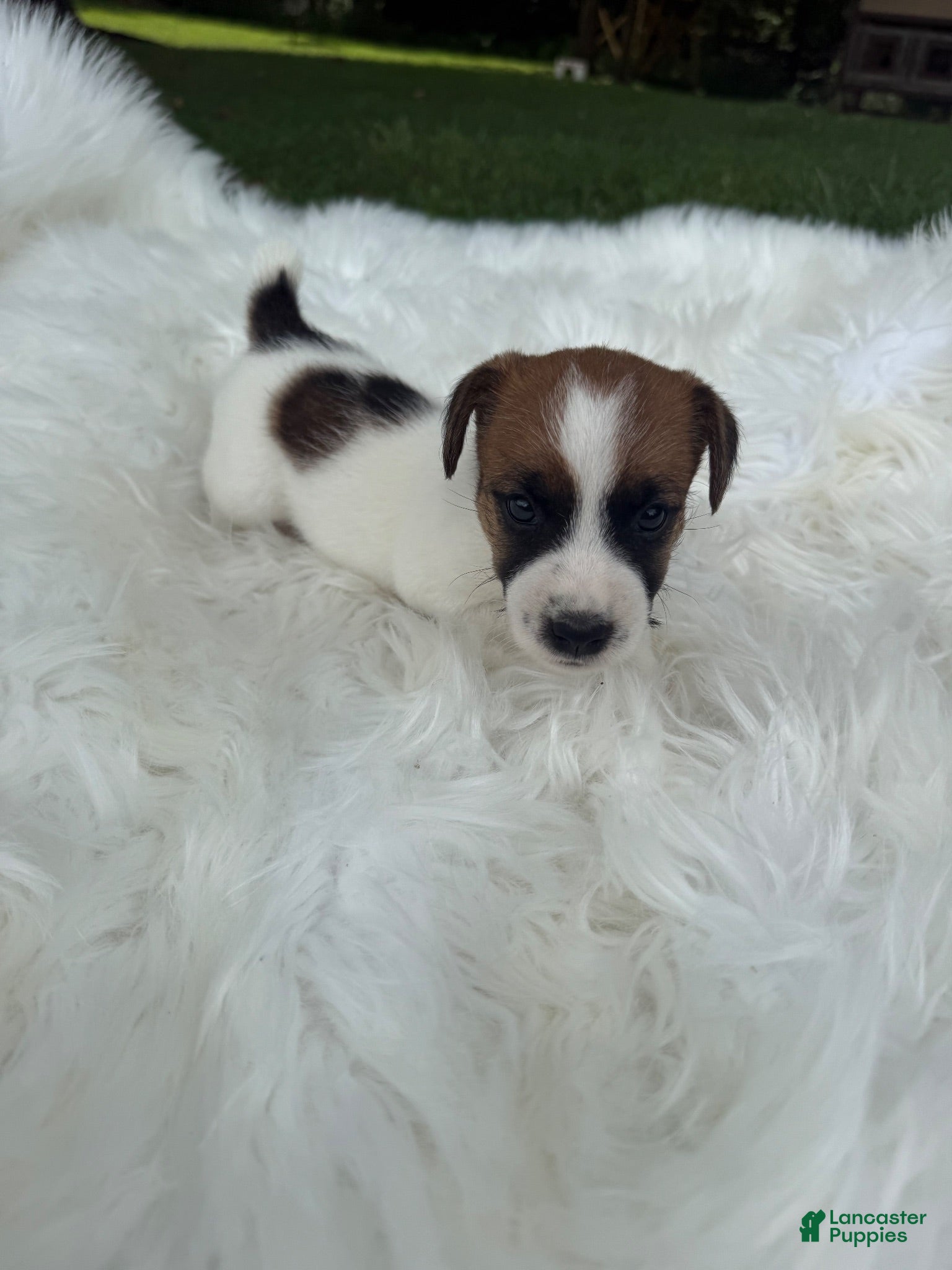 Jack Russell Terrier dogs UKC Cosmo  - Ad 1