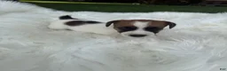 Jack Russell Terrier dogs for sale: UKC Cosmo  - Ad 1