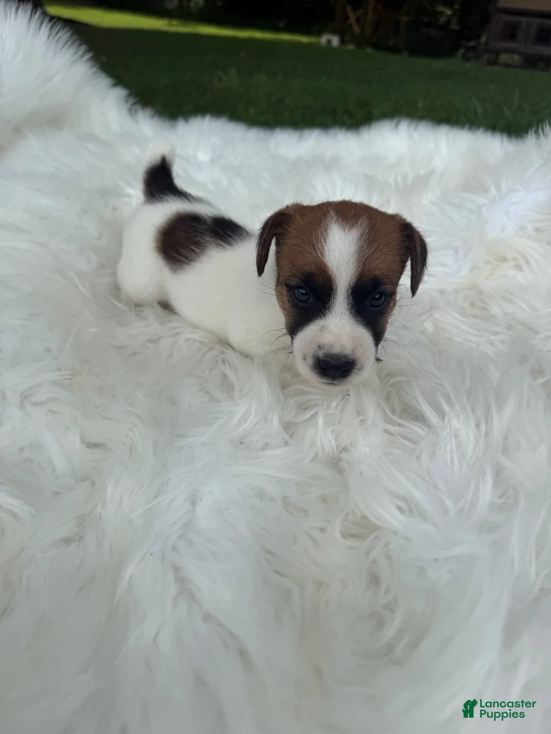 Jack Russell Terrier dogs for sale: UKC Cosmo  - Ad 1