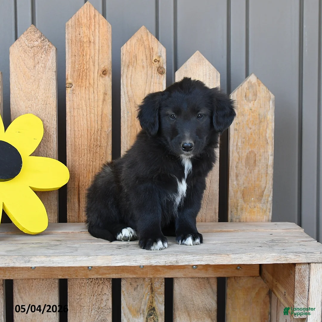 Mixed Breed dogs for sale: Grace - Ad 2