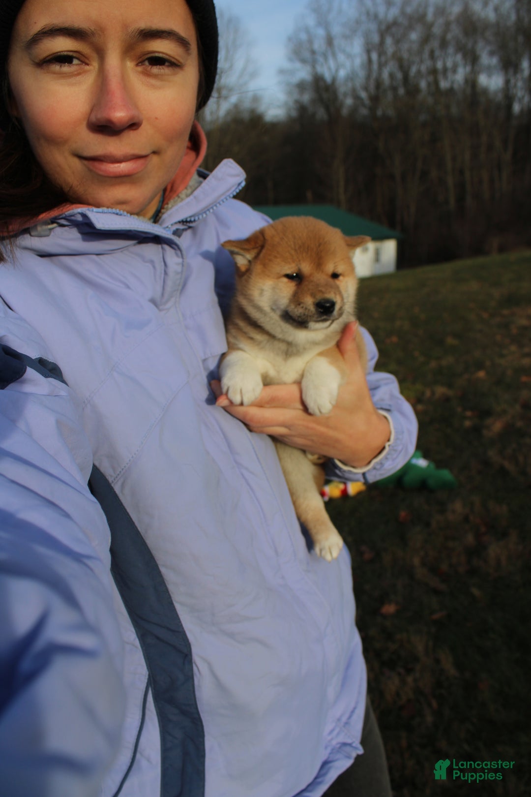 Shiba Inu dogs for sale: Tinsel - Ad 10