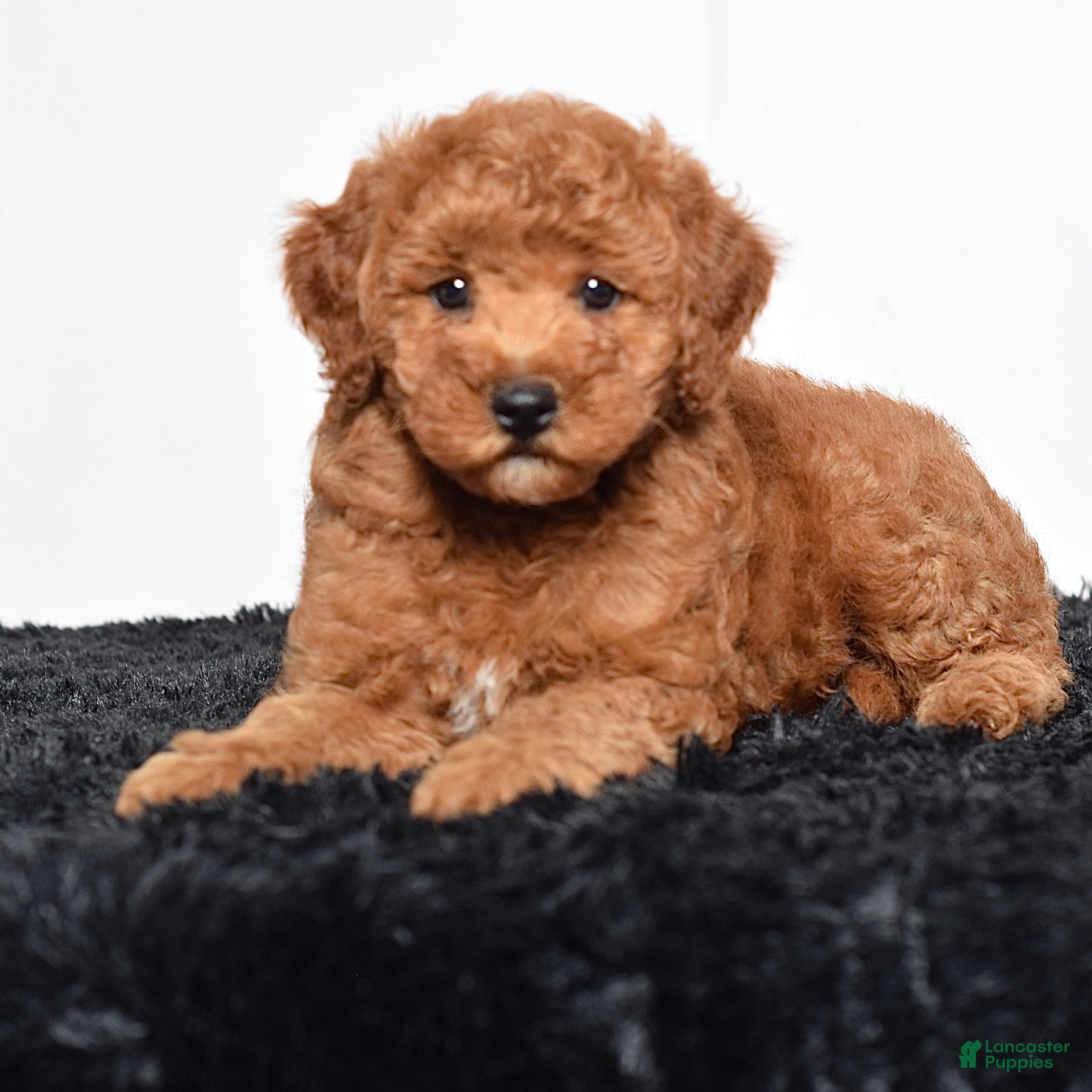 Mini Goldendoodle dogs Remi - Ad 1
