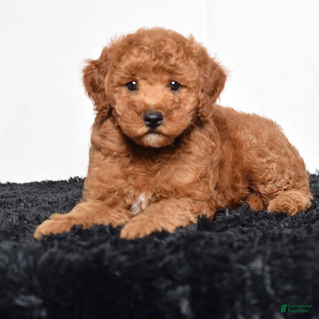 Mini Goldendoodle dogs for sale: Remi - Ad 1