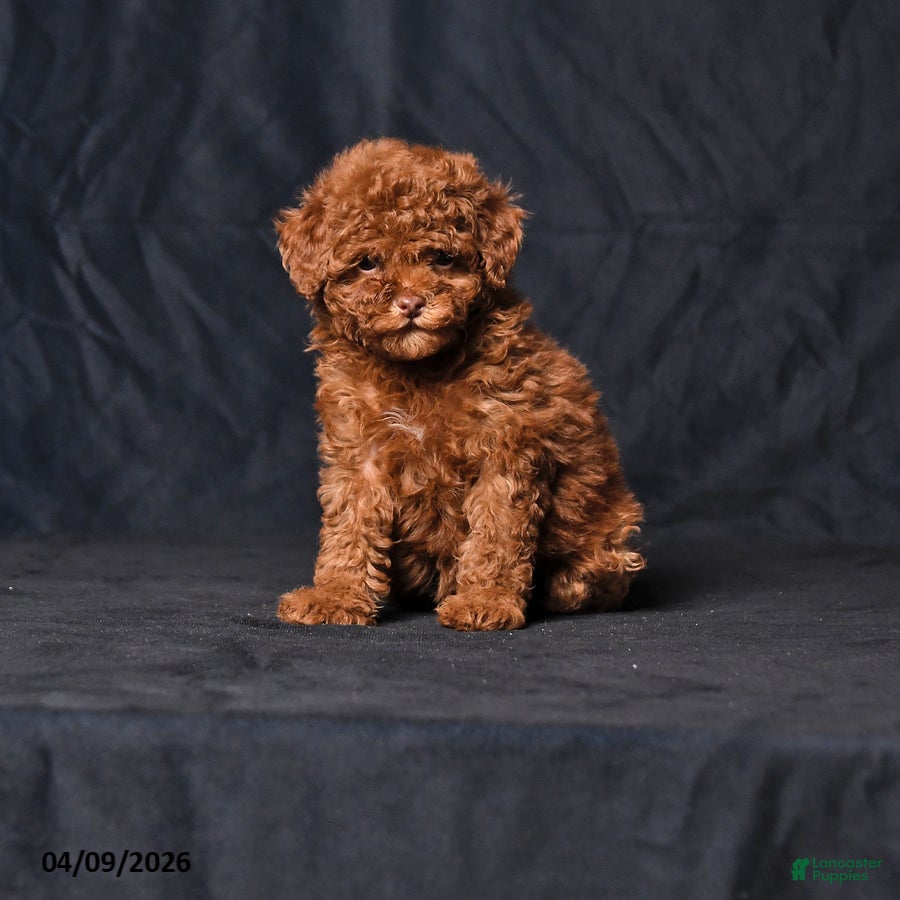 Toy Poodle dogs Wiggles - Ad 1