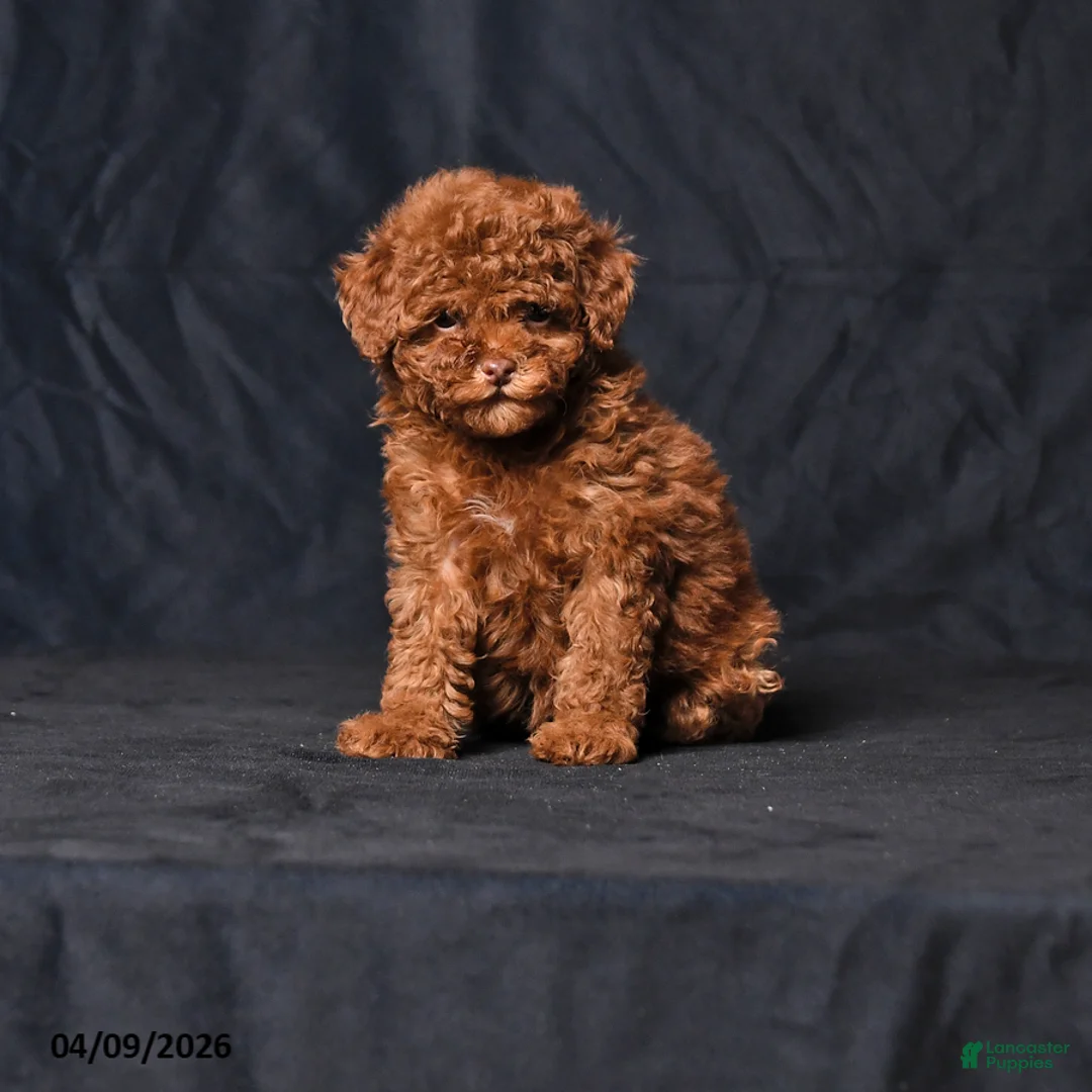 Toy Poodle dogs for sale: Wiggles - Ad 1